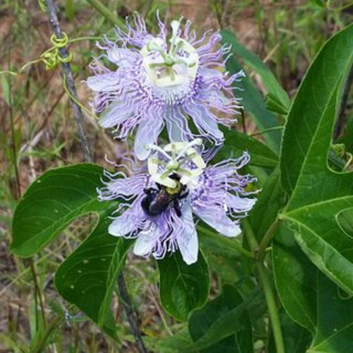Maypop Purple Passionflower  Blooming