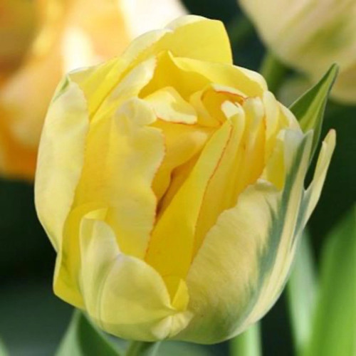 Akebono Tulip Bulbs flower