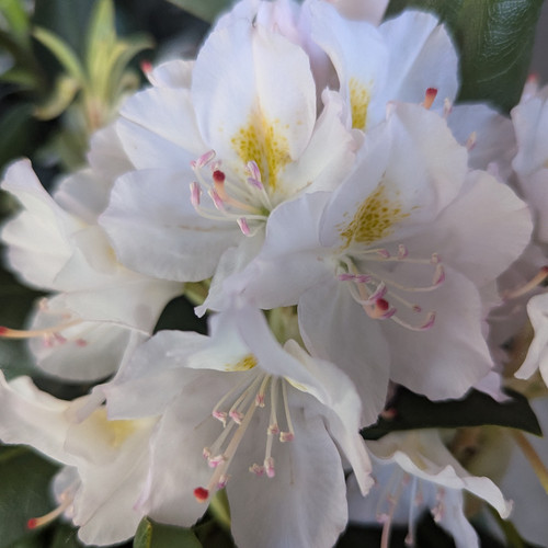 Album Rhododendron Flowers and Stamens