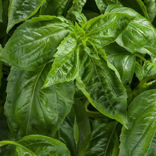 Amazel Basil Leaves Close Up