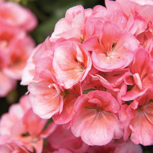 Americana® Salmon Zonal Geranium Flowers Close up