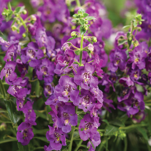 Angelface Blue Summer Snapdragon Flowers