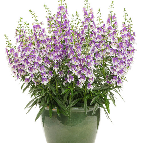 Angelface Wedgwood Blue Summer Snapdragon Plant Flowering in Pot