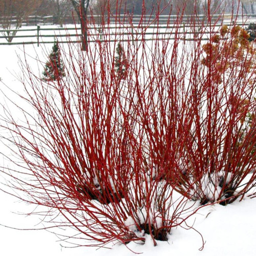 Arctic Fire Dogwood Red Twiggs in Winter