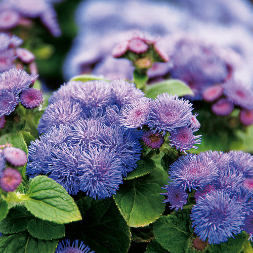 Artist Blue Floss Flower Close Up