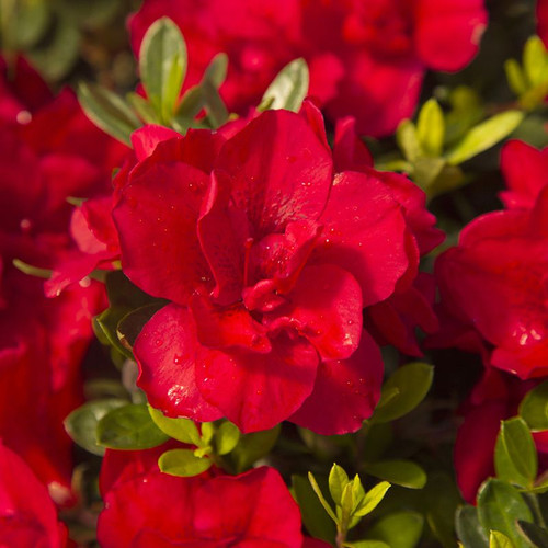 Autumn Bonfire Encore Azalea Cropped