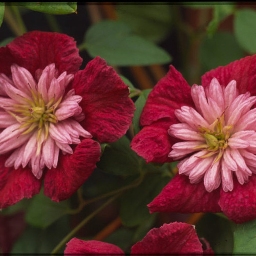 Avante-Garde Clematis Flowers and Foliage