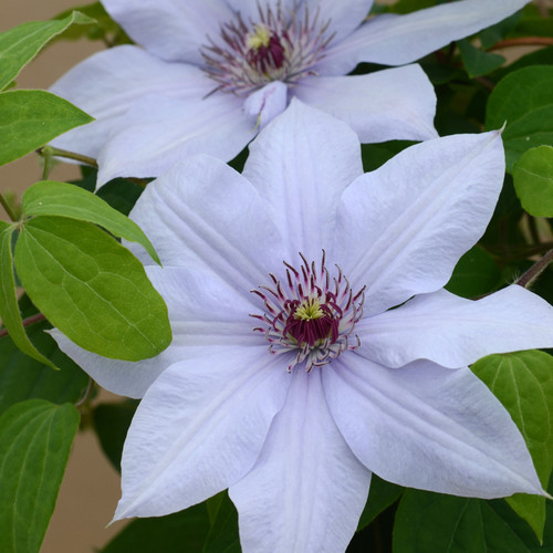 Bernadine™ Clematis Vine Covered in Blooms