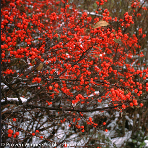 Berry Heavy Winterberry Holly Shrub Covered in Berries