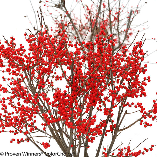 Berry Poppins Winterberry Holly Shrub With Lots of Berries