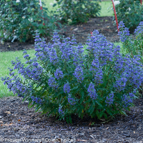 Beyond Midnight Bluebeard Bush with Blue Blooms