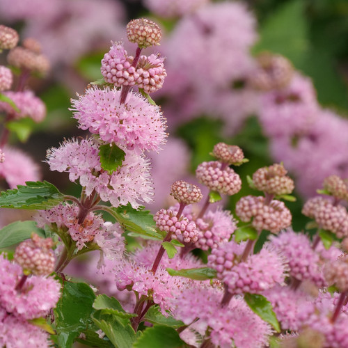 drought tolerant plants
