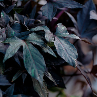 Sweet Potato Vine Plants
