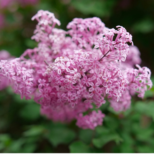 Bloomerang® Purpink™ Reblooming Lilac Flower Close Up