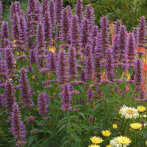 Blue Boa Hummingbird Mint Purple Blooms