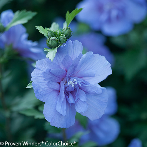 Blue Chiffon Rose of Sharon Flower Close Up