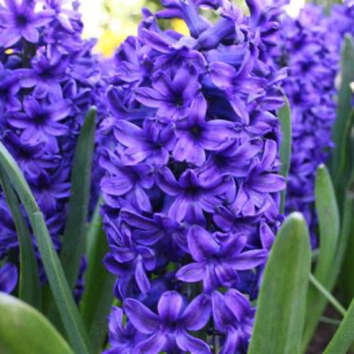Blue Jacket Hyacinth Bulbs flowers