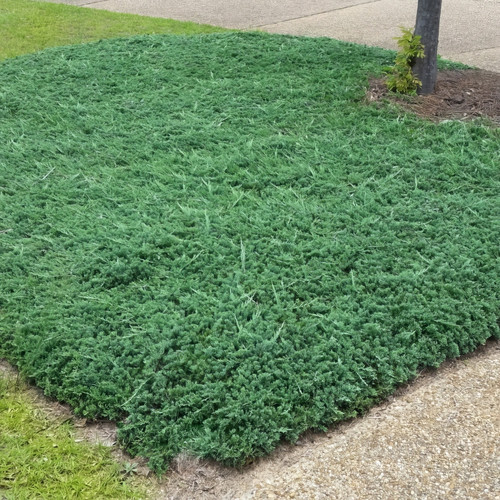 Blue Rug Juniper growing in the landscaping
