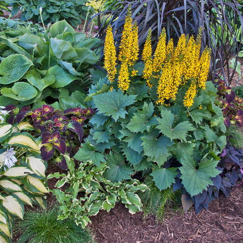 Bottle Rocket Ligularia with Yellow Flowers