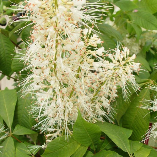 Bottlebrush Buckeye Flowering 