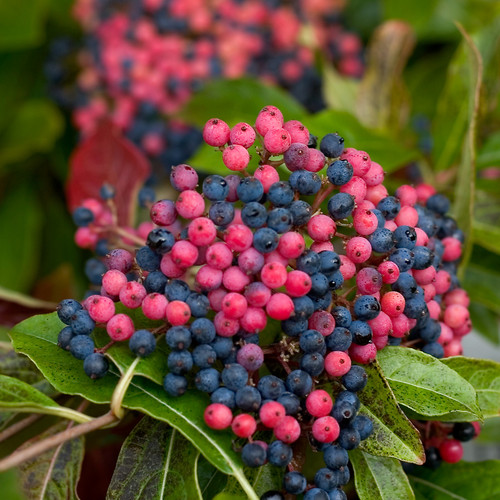 Brandywine Viburnum Blue and Red Berries