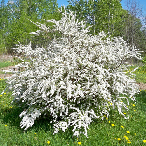 Bridal Wreath Spirea Shrub Covered in Flowers