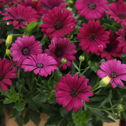 Bright Lights Purple African Daisy Foliage and Flowers