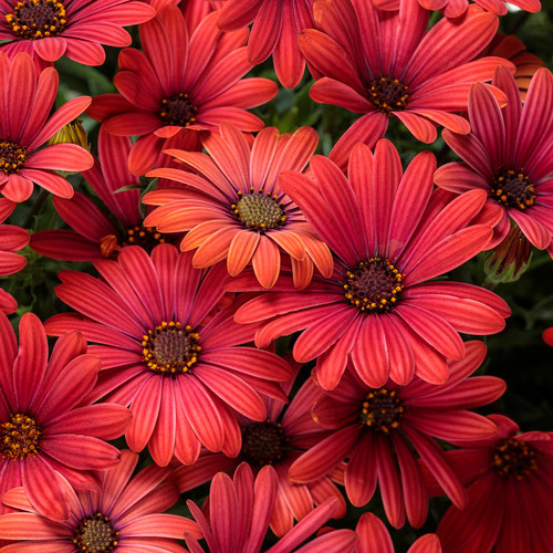 Bright Lights Red African Daisy Flowers