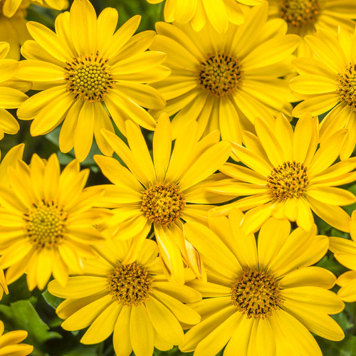 Bright Lights Yellow African Daisy Flowers