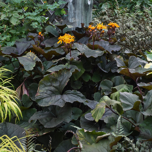 Britt Marie Crawford Leopard Plant Flowers and foliage