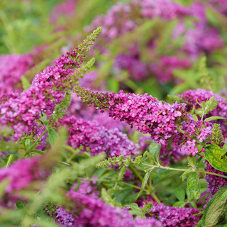 Drought Tolerant Hummingbird Plants