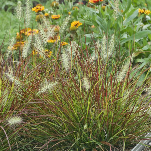 Burgundy Bunny Fountain Grass on the Ground