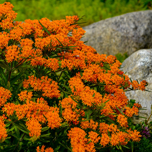 Butterfly Milkweed flower blooms