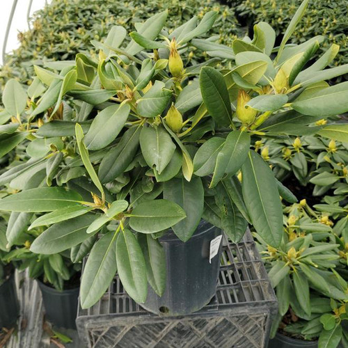 Capistrano Rhododendron Shrub in the Garden
