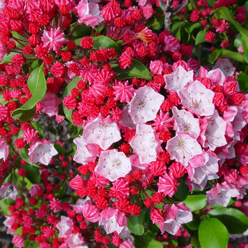 Carol Mountain Laurel Covered in Blooms