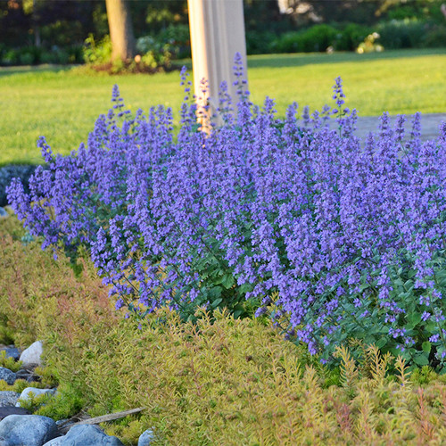 Cats Meow Catmint in Landscaping