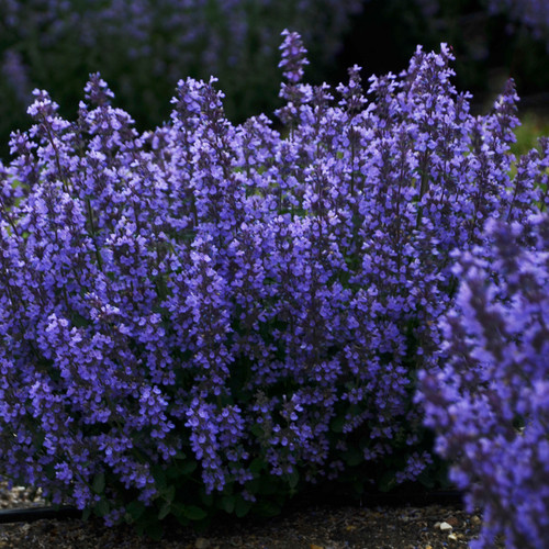 Cats Pajamas Catmint - Nepeta - Purple Flowers