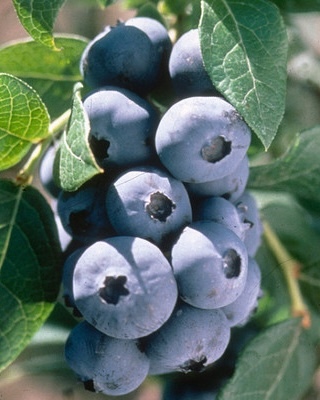 Blueberry Bush Cross-Pollination Chart