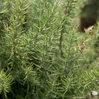 Drought Tolerant Plants For Pots