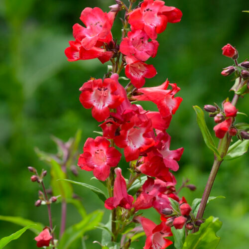 Cherry Sparks Penstemon Flowers Close Up