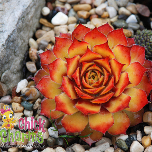 Chick Charms Gold Nugget Sempervivum Main