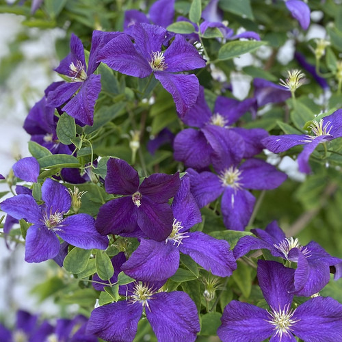 Clematis Jackmanii blooming