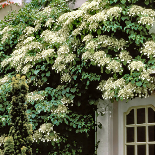 Climbing Hydrangea Growing in the Front Yard