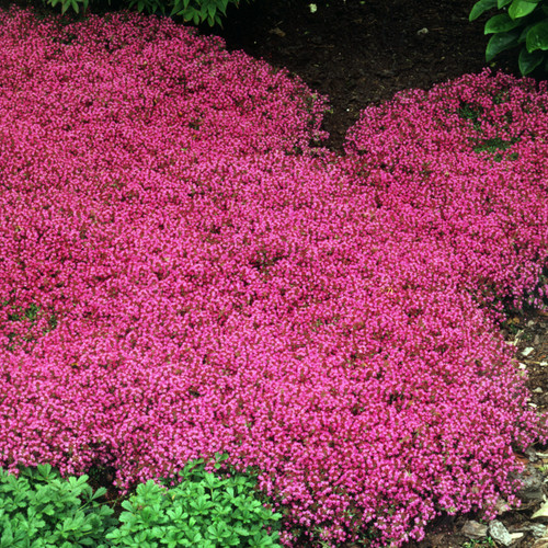 Coccineus Red Creeping Thyme Plants in the Shade Garden