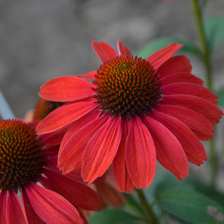 Drought Tolerant Plants For Cut Flowers