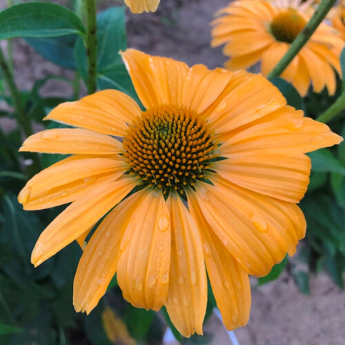 Color Coded® One in a Melon Coneflower Flower Close Up