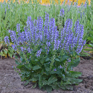 Drought Tolerant Plants