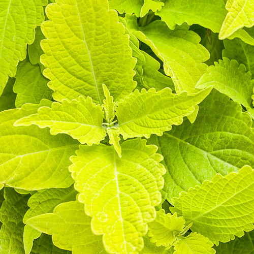 ColorBlaze® Lime Time® Coleus Foliage