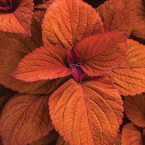 ColorBlaze® Sedona Sunset® Coleus Foliage