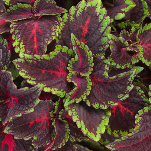 ColorBlaze® Torchlight® Coleus Foliage